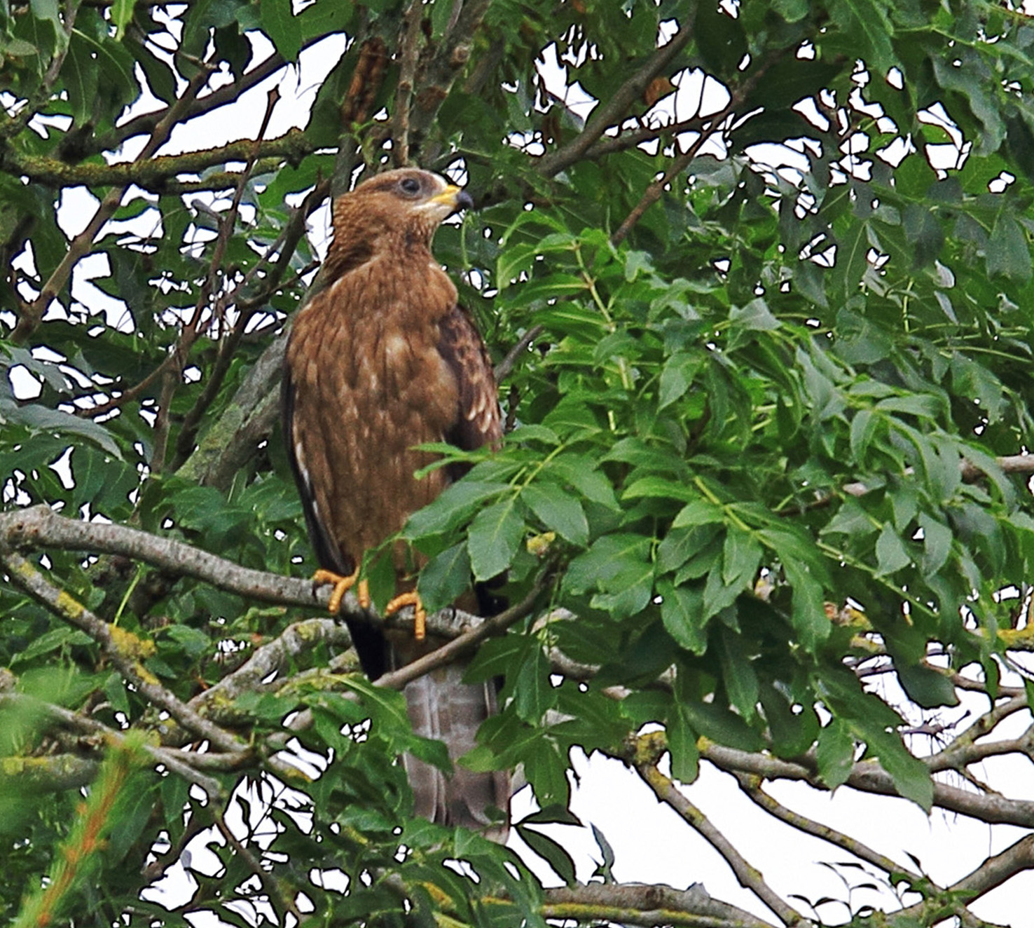 Wat voor vogel is dit?